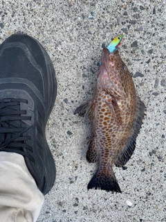 オオモンハタの釣果