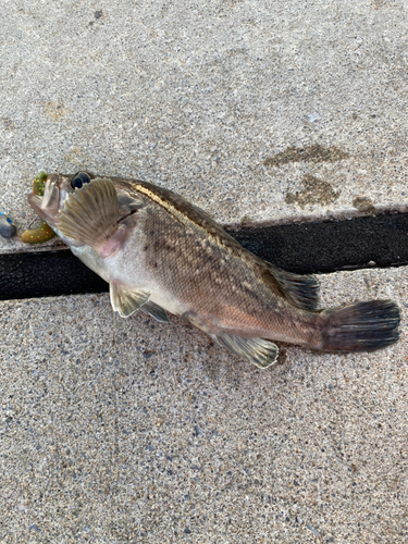 クロソイの釣果