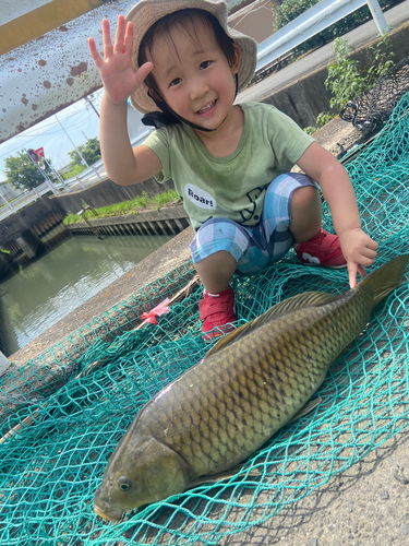 コイの釣果