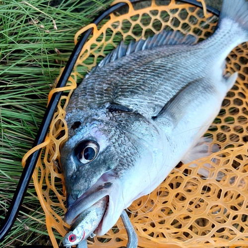 キビレの釣果