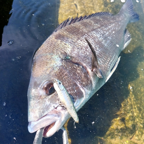 チヌの釣果