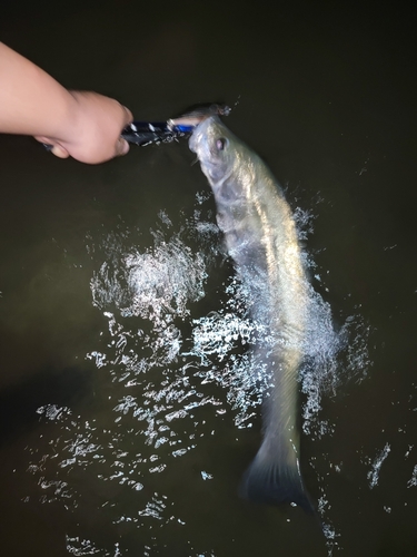 スズキの釣果