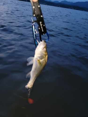 スズキの釣果