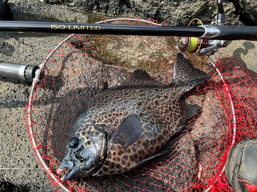 イシガキダイの釣果