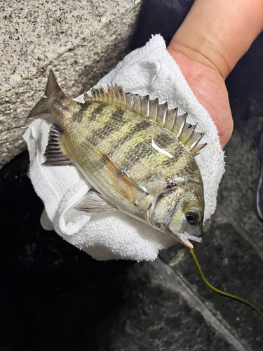 クロダイの釣果