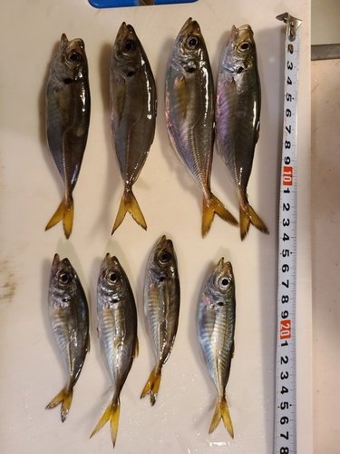 アジの釣果