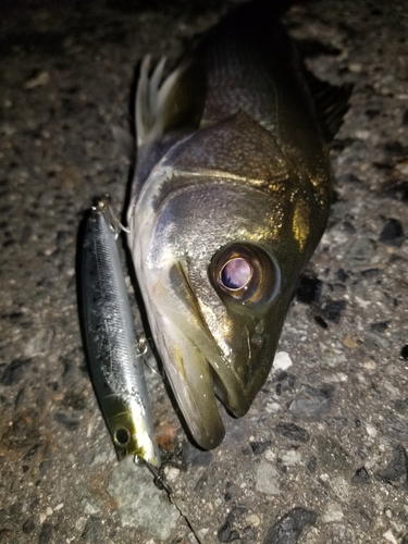 シーバスの釣果