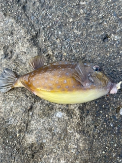 ハコフグの釣果