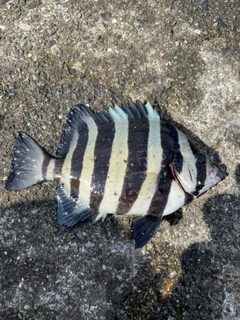 サンバソウの釣果