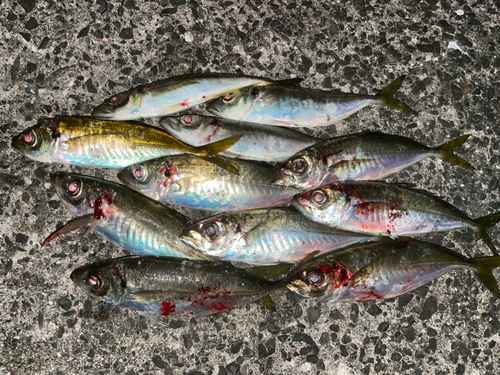 アジの釣果