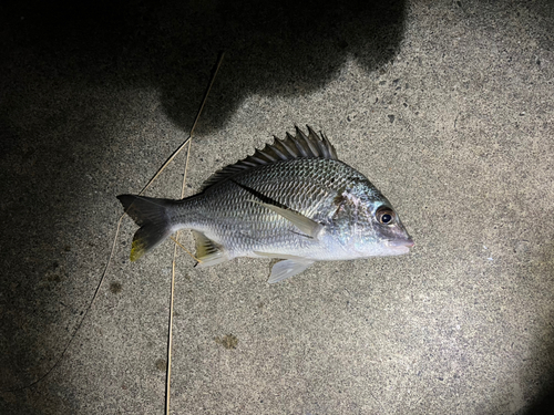 キビレの釣果