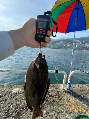 メジナの釣果