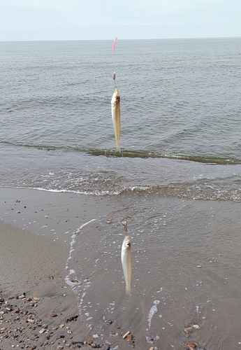 シロギスの釣果