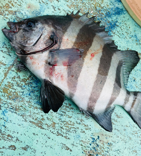 イシダイの釣果