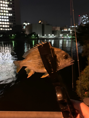 キビレの釣果