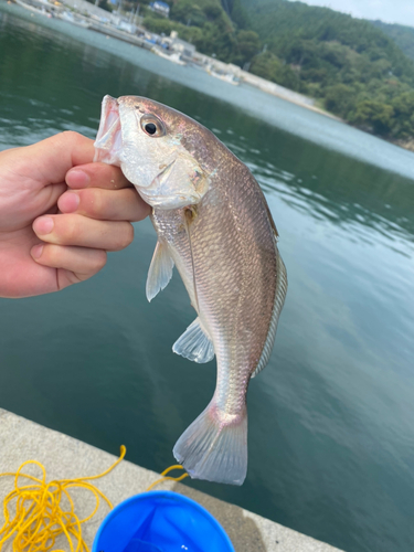 イシモチの釣果