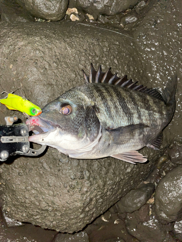 クロダイの釣果