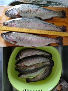 ニジマスの釣果