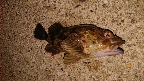 カサゴの釣果