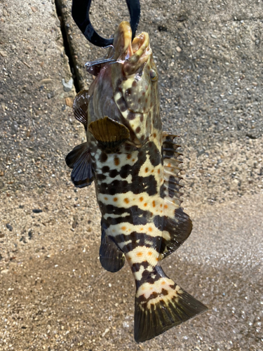 チャイロマルハタの釣果