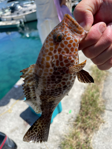 オオモンハタの釣果