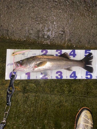 シーバスの釣果