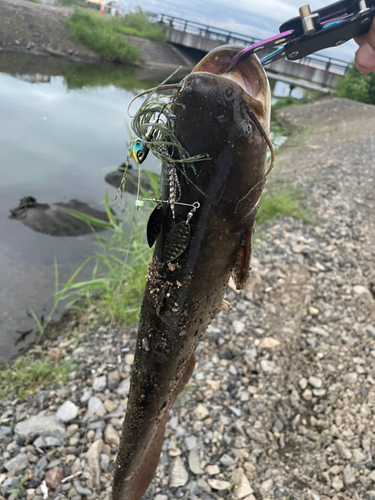 ナマズの釣果