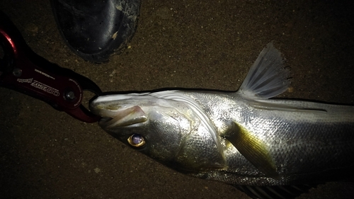 フッコ（マルスズキ）の釣果