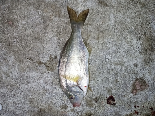 ウミタナゴの釣果