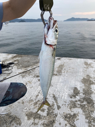 サバの釣果