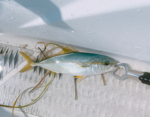 ツバスの釣果