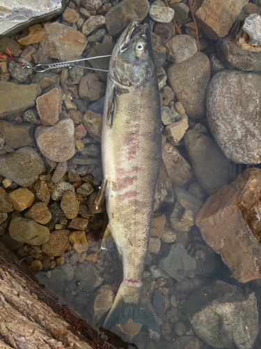 アキアジの釣果