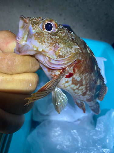 カサゴの釣果