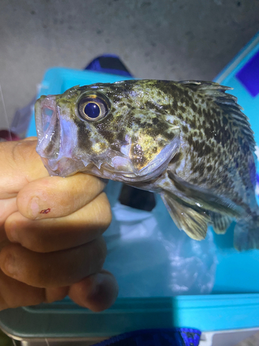 クロソイの釣果