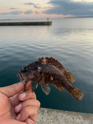 ソイの釣果