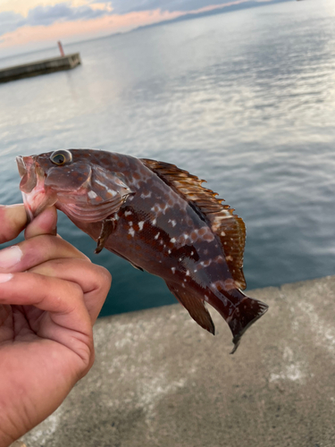 キジハタの釣果