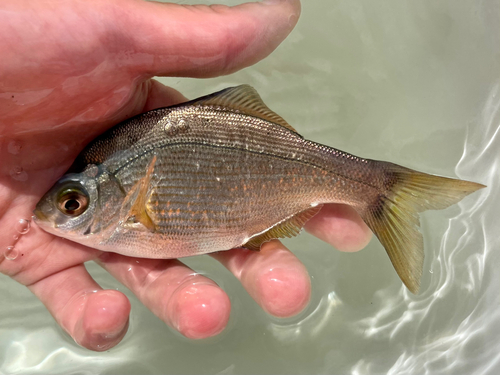 マタナゴの釣果