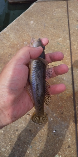 マハゼの釣果