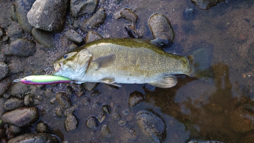 スモールマウスバスの釣果