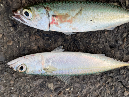 サバの釣果