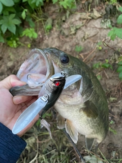 ラージマウスバスの釣果