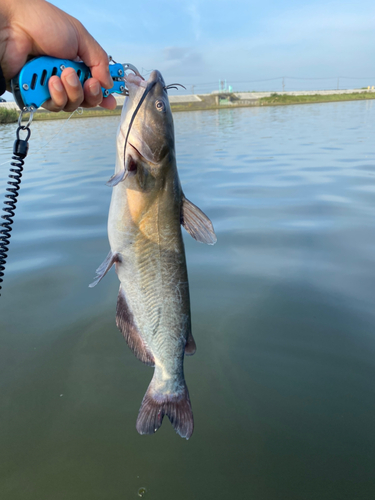 アメリカナマズの釣果