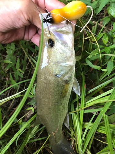 ブラックバスの釣果