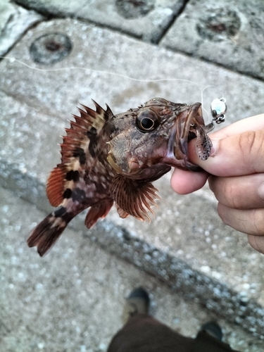 カサゴの釣果