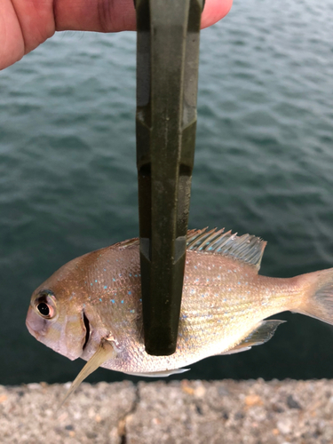 チャリコの釣果