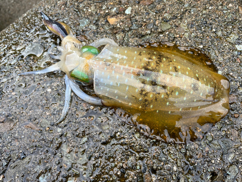 アオリイカの釣果