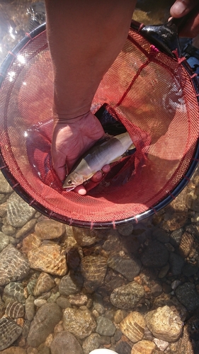 アユの釣果