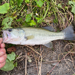 秘伝の釣果