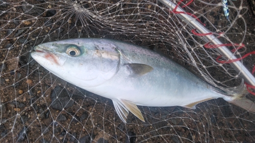 ハマチの釣果