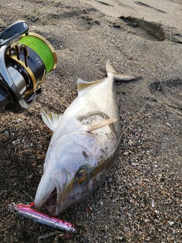 ショゴの釣果